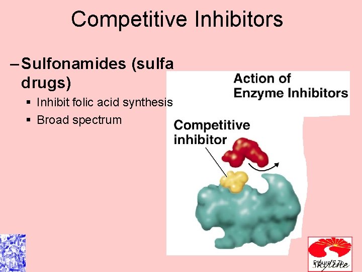 Competitive Inhibitors – Sulfonamides (sulfa drugs) § Inhibit folic acid synthesis § Broad spectrum