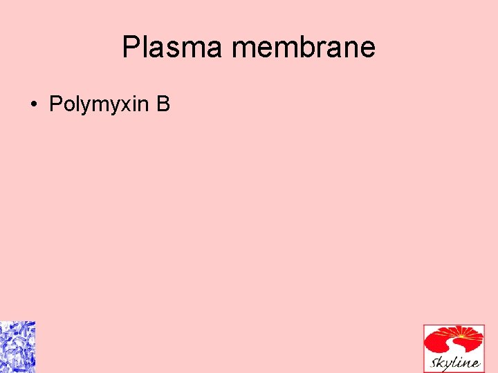 Plasma membrane • Polymyxin B 