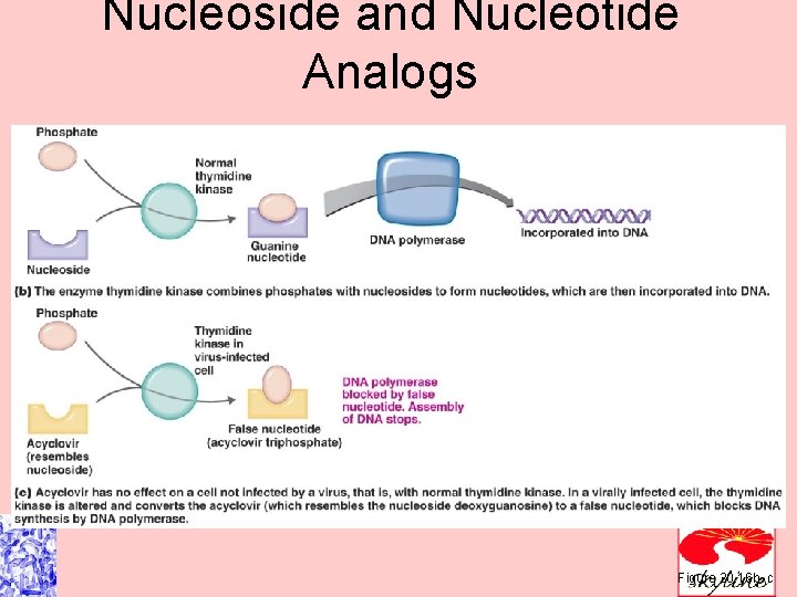 Nucleoside and Nucleotide Analogs Figure 20. 16 b , c 