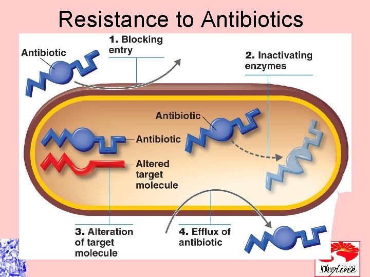Resistance to Antibiotics Figure 20. 20 
