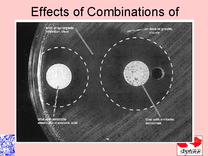 Effects of Combinations of Drugs Figure 20. 22 