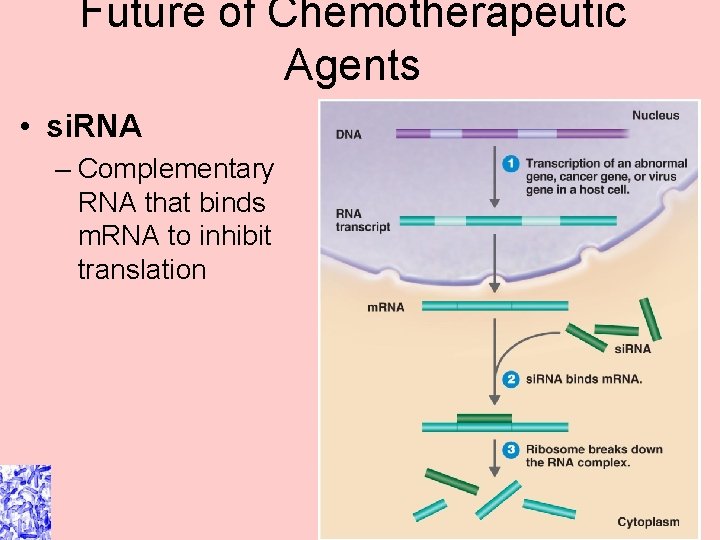 Future of Chemotherapeutic Agents • si. RNA – Complementary RNA that binds m. RNA