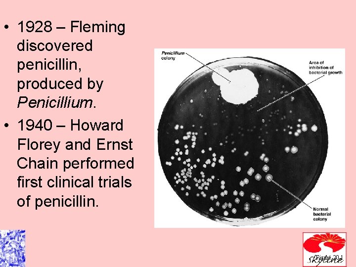  • 1928 – Fleming discovered penicillin, produced by Penicillium. • 1940 – Howard