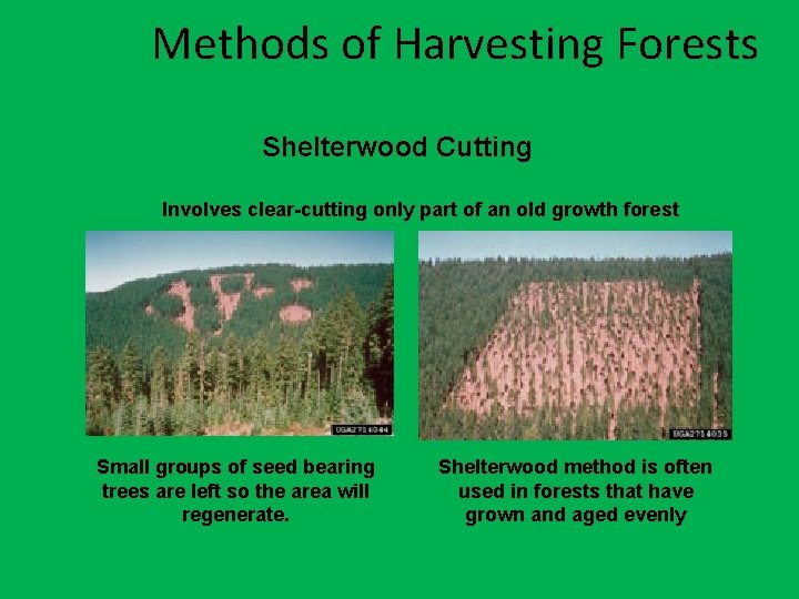 Methods of Harvesting Forests Shelterwood Cutting Involves clear-cutting only part of an old growth