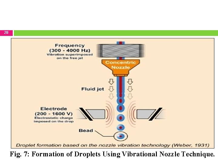 28 Fig. 7: Formation of Droplets Using Vibrational Nozzle Technique. 