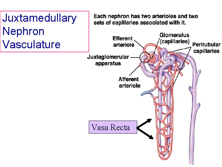 Juxtamedullary Nephron Vasculature Vasa Recta 11 