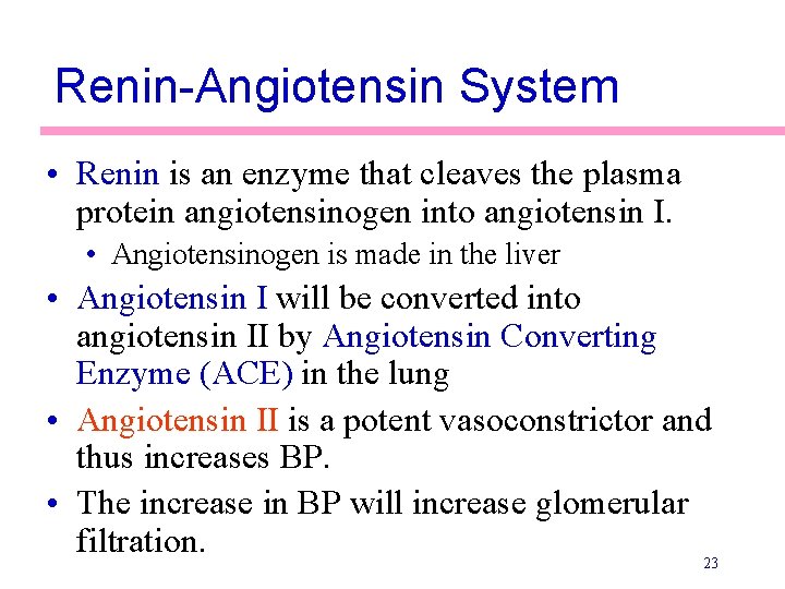 Renin-Angiotensin System • Renin is an enzyme that cleaves the plasma protein angiotensinogen into