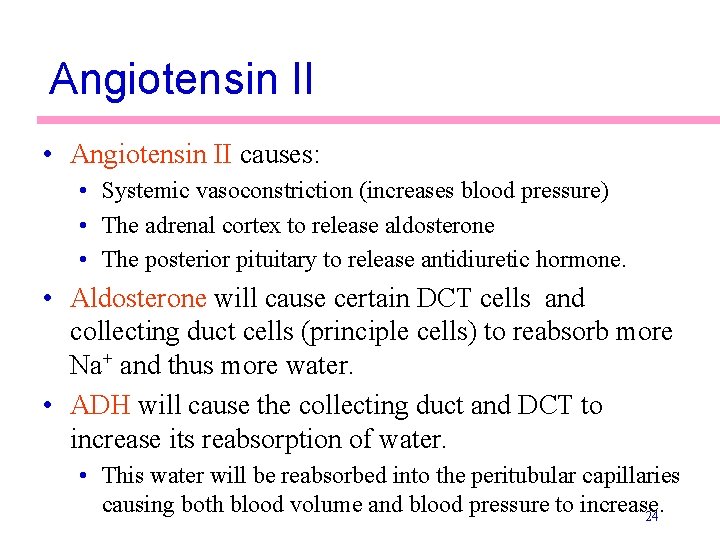 Angiotensin II • Angiotensin II causes: • Systemic vasoconstriction (increases blood pressure) • The