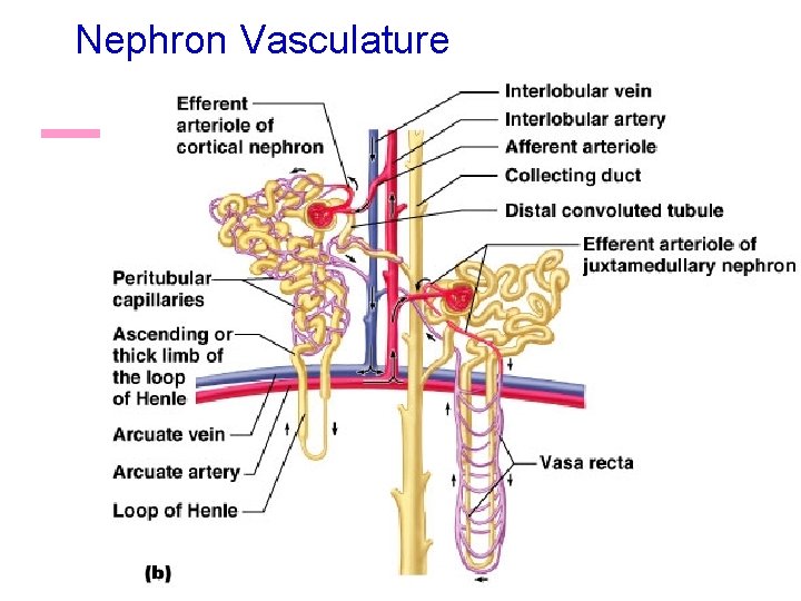 Nephron Vasculature 26 