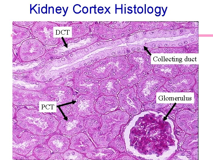 Kidney Cortex Histology DCT Collecting duct Glomerulus PCT 33 