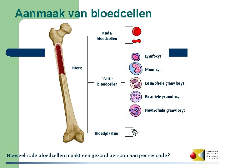 Aanmaak van bloedcellen Rode bloedcellen Lymfocyt Merg Monocyt Witte bloedcellen Eosinofiele granulocyt Basofiele granulocyt