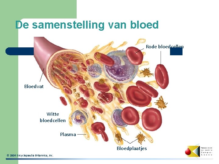 De samenstelling van bloed Rode bloedcellen Bloedvat Witte bloedcellen Plasma Bloedplaatjes © 2006 Encyclopaedia