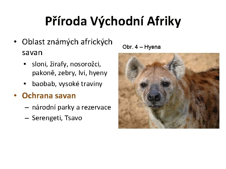 Příroda Východní Afriky • Oblast známých afrických savan • sloni, žirafy, nosorožci, pakoně, zebry,