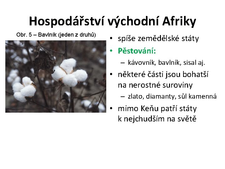 Hospodářství východní Afriky Obr. 5 – Bavlník (jeden z druhů) • spíše zemědělské státy