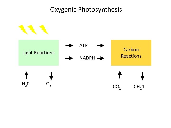 Oxygenic Photosynthesis ATP Light Reactions H 20 O 2 NADPH Carbon Reactions CO 2