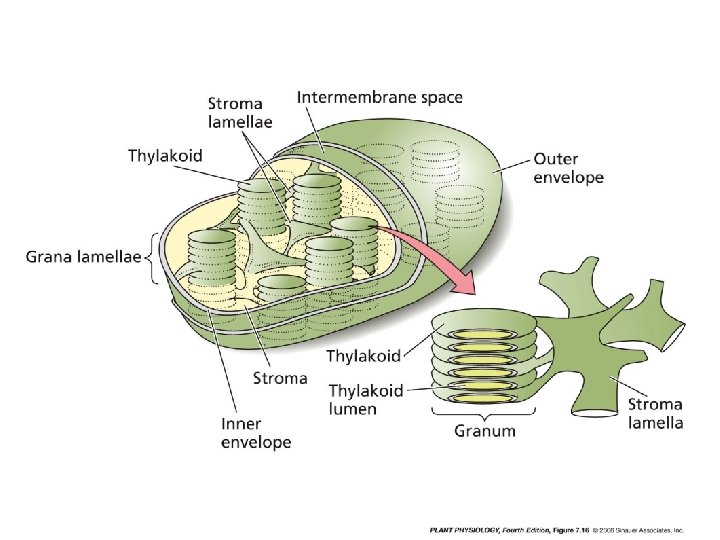 Chloroplast structure 
