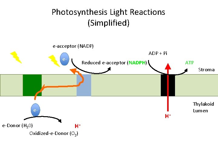 Photosynthesis Light Reactions (Simplified) e-acceptor (NADP) e- ADP + Pi Reduced e-acceptor (NADPH) ATP