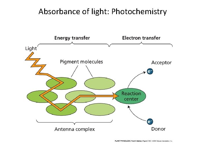Absorbance of light: Photochemistry 
