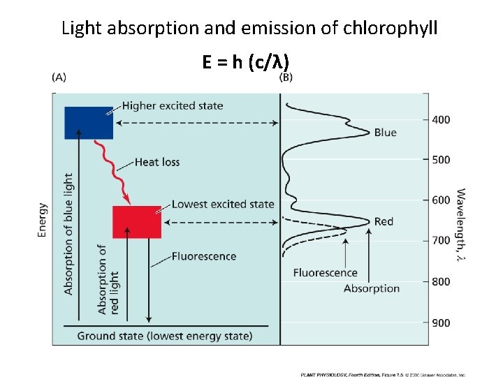 Light absorption and emission of chlorophyll E = h (c/λ) 