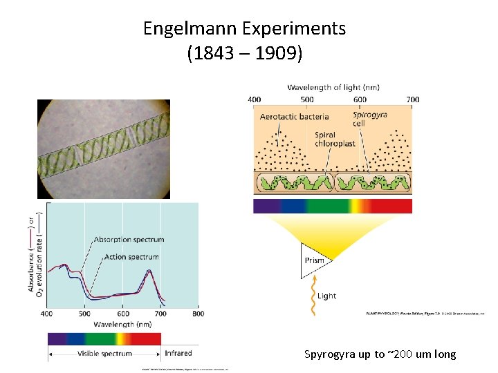Engelmann Experiments (1843 – 1909) Spyrogyra up to ~200 um long 