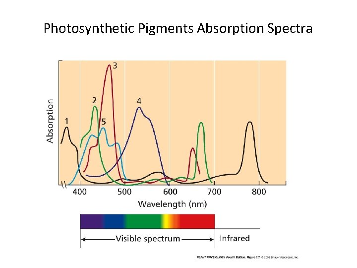 Photosynthetic Pigments Absorption Spectra 