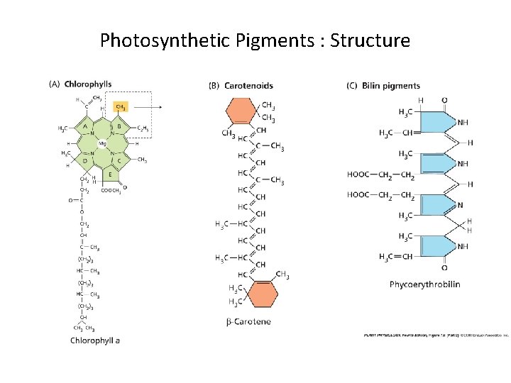 Photosynthetic Pigments : Structure 