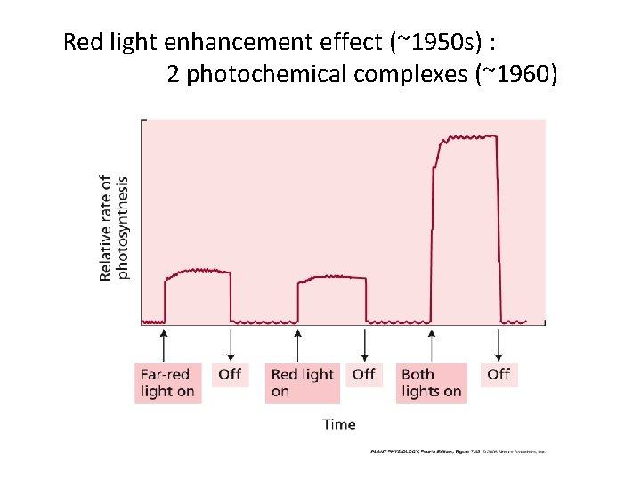 Red light enhancement effect (~1950 s) : 2 photochemical complexes (~1960) 