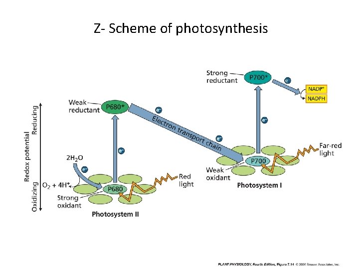 Z- Scheme of photosynthesis 