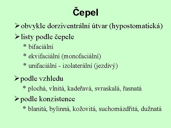 Čepel Ø obvykle dorziventrální útvar (hypostomatická) Ø listy podle čepele * bifaciální * ekvifaciální