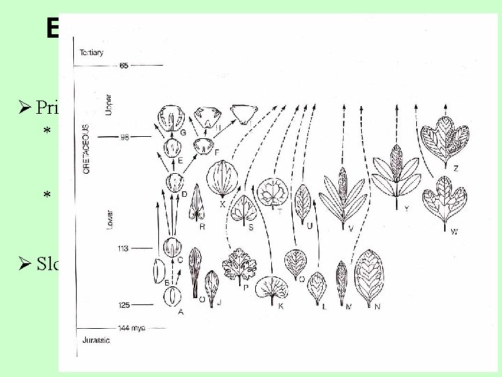 Evoluce listů a listové žilnatiny krytosemenných rostlin Ø Primitivní jsou s největší pravděpodobností *