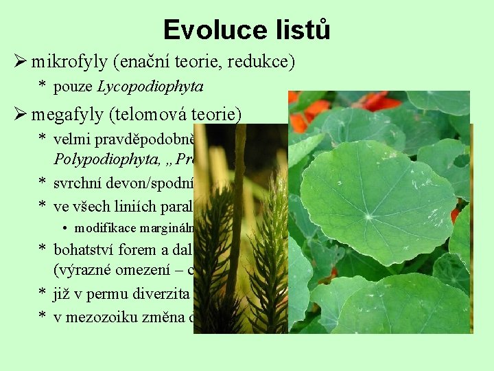 Evoluce listů Ø mikrofyly (enační teorie, redukce) * pouze Lycopodiophyta Ø megafyly (telomová teorie)