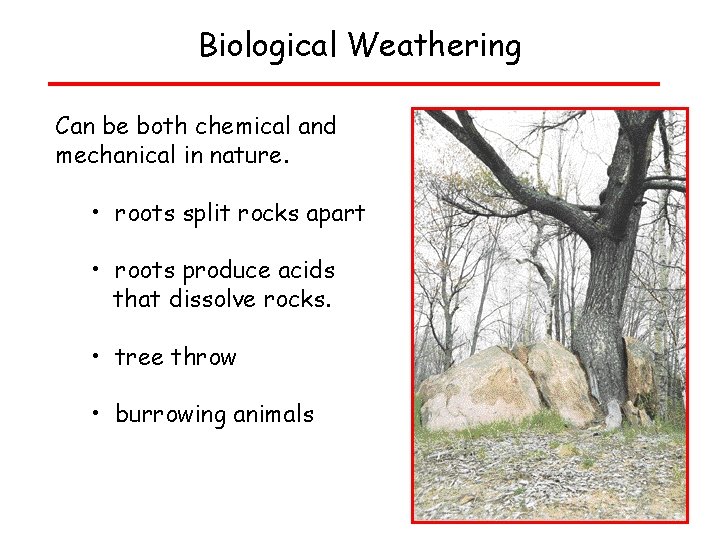Biological Weathering Can be both chemical and mechanical in nature. • roots split rocks