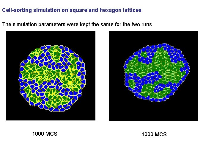 Cell-sorting simulation on square and hexagon lattices The simulation parameters were kept the same