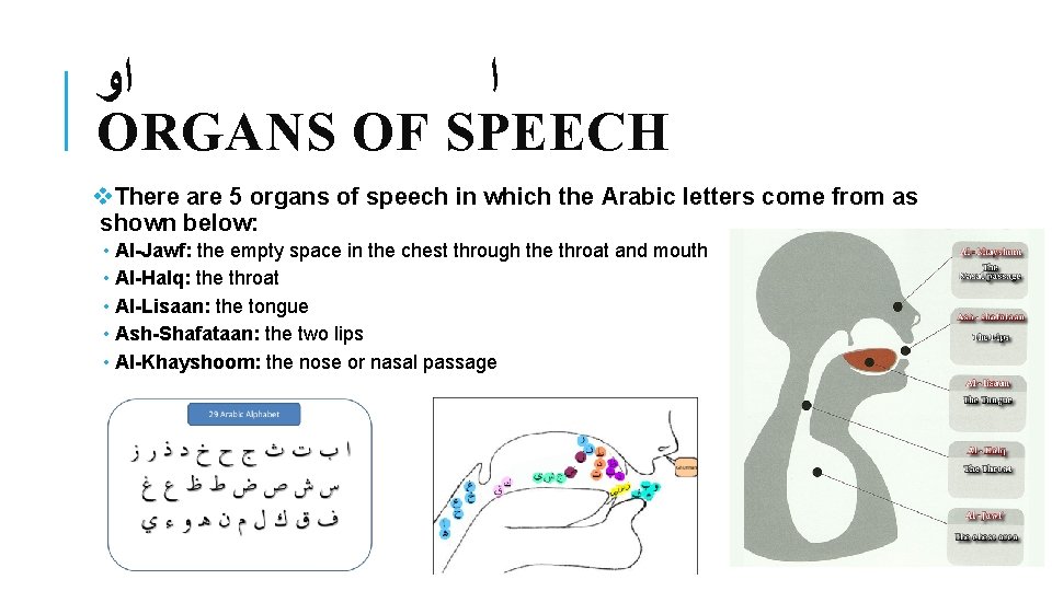  ﺍﻭ ﺍ ORGANS OF SPEECH v. There are 5 organs of speech in
