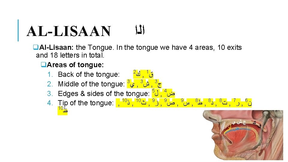 AL-LISAAN ﺍﻟﺍ q. Al-Lisaan: the Tongue. In the tongue we have 4 areas, 10