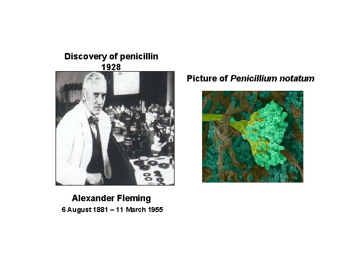 Discovery of penicillin 1928 Picture of Penicillium notatum Alexander Fleming 6 August 1881 –