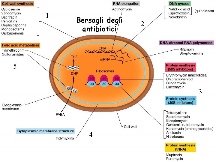 1 Bersagli degli antibiotici 2 5 3 4 