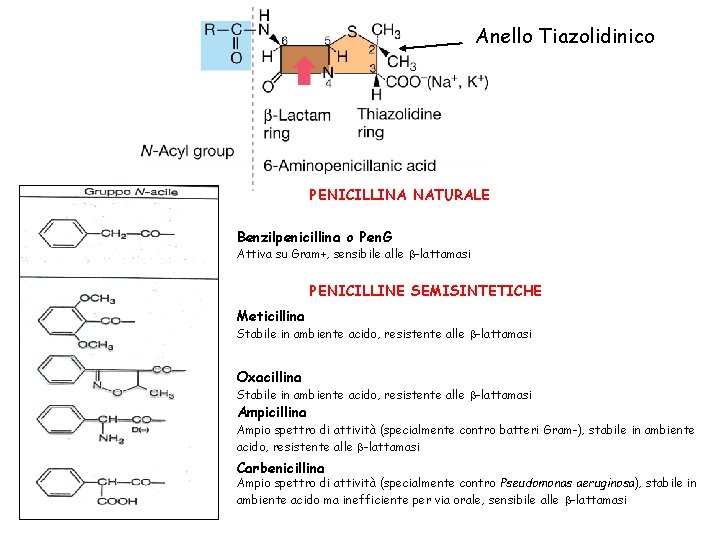 Anello Tiazolidinico PENICILLINA NATURALE Benzilpenicillina o Pen. G Attiva su Gram+, sensibile alle -lattamasi