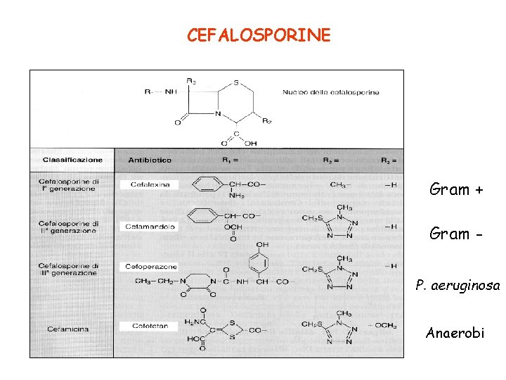 CEFALOSPORINE Gram + Gram P. aeruginosa Anaerobi 