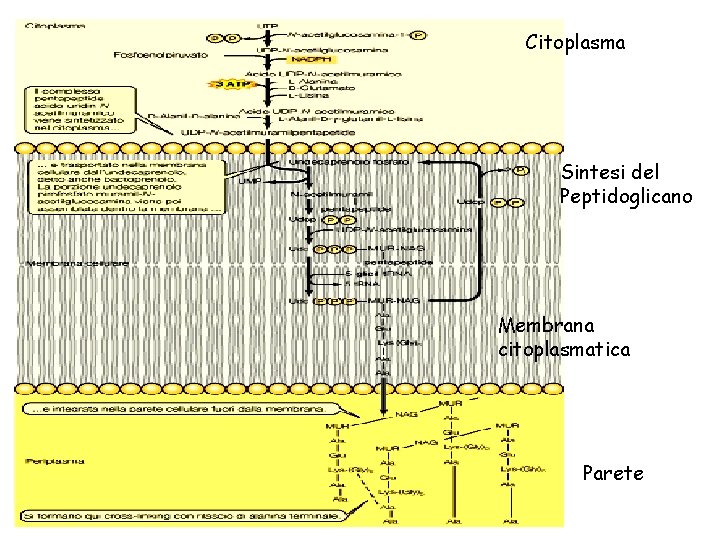 Citoplasma Sintesi del Peptidoglicano Membrana citoplasmatica Parete 