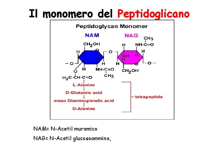 Il monomero del Peptidoglicano NAM= N-Acetil muramico NAG= N-Acetil glucosoammina, 
