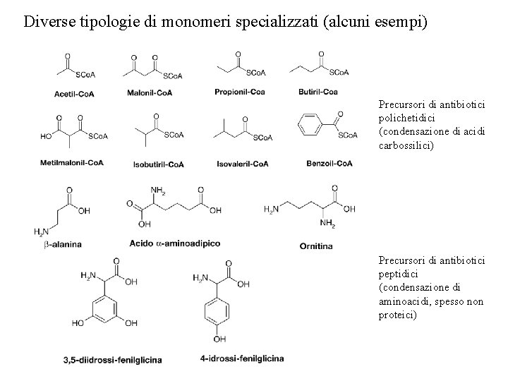 Diverse tipologie di monomeri specializzati (alcuni esempi) Precursori di antibiotici polichetidici (condensazione di acidi