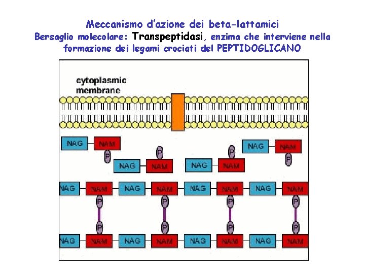 Meccanismo d’azione dei beta-lattamici Bersaglio molecolare: Transpeptidasi, enzima che interviene nella formazione dei legami