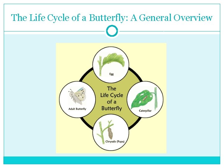 The Life Cycle of a Butterfly: A General Overview 