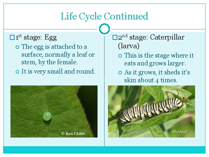 Life Cycle Continued � 1 st stage: Egg The egg is attached to a