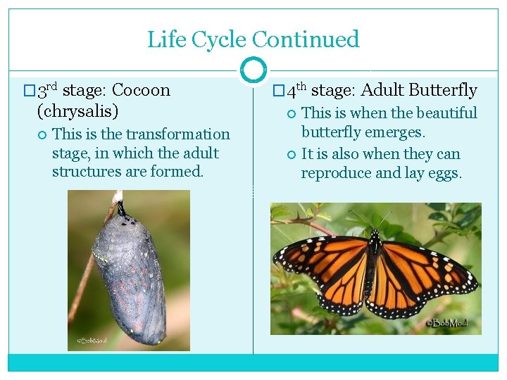 Life Cycle Continued � 3 rd stage: Cocoon (chrysalis) This is the transformation stage,