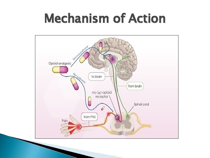 Mechanism of Action 