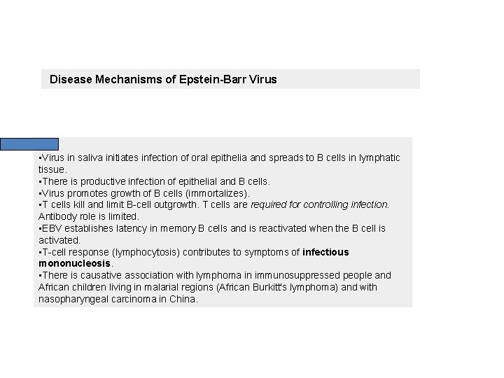 Disease Mechanisms of Epstein-Barr Virus • Virus in saliva initiates infection of oral epithelia