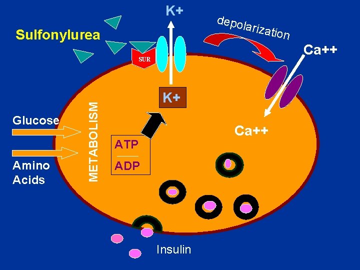 K+ Sulfonylurea depo lariza Ca++ Amino Acids METABOLISM SUR Glucose tion K+ Ca++ ATP