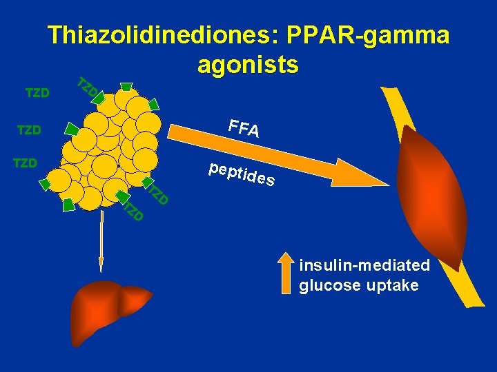 Thiazolidinediones: PPAR-gamma agonists T TZD ZD FFA TZD TZ D pepti des insulin-mediated glucose